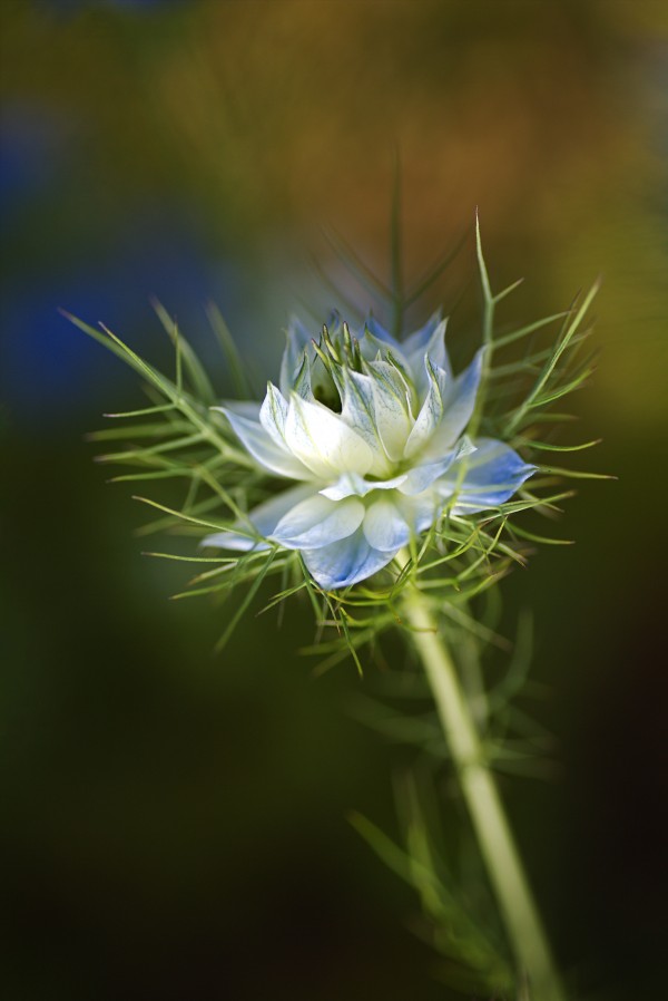 Single Love In The Mist Flower by Joy Watson